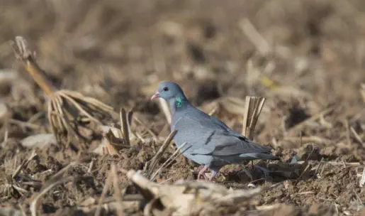 photo Pigeon colombin
